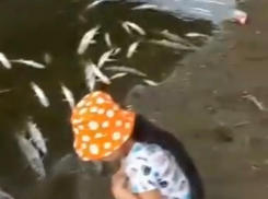 В астраханской реке обнаружили рыбное кладбище 