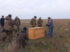 В Астраханской области выпустили очень редкое животное с необычным ожерельем