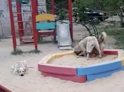 В Астрахани свора собак устроила игры в детской песочнице