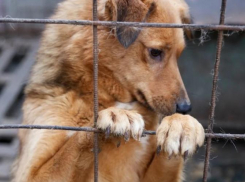 Астраханский «Экоприют» не будут судить за убийство бродячих собак