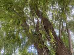 Прогноз погоды, именины, праздники в Астрахани во вторник 25 июля