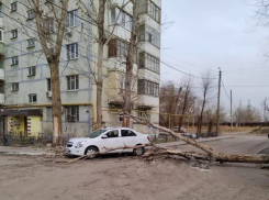 Из-за ветра в Астрахани на машину упало дерево