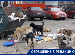 Стая голодных собак ищет пропитание у детского сада в Астрахани