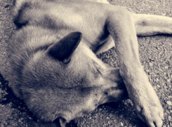 В Астрахани уличных собак будут тестировать на агрессивность