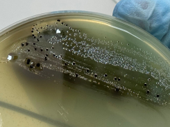 В Астраханской области готовили к продаже кур с очень опасными бактериями