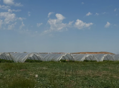 В астраханских кабачках нашли опасные для человека нитраты