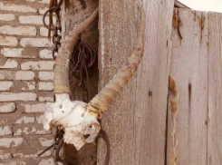 Астраханец повесил ценный череп на забор и был осужден