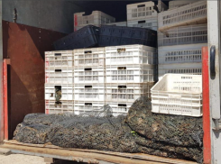 Трое астраханцев и краснодарец получили сроки за продажу двух тонн живых раков