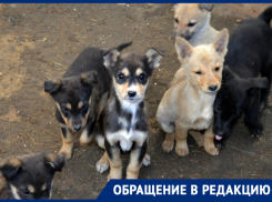 Откуда берутся стаи собак в микрорайоне Бабаевского