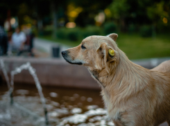 Мужчина, из-за которого расплодились в Астрахани собаки, пойдёт под суд 