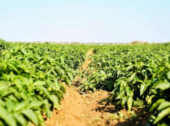 Под Астраханью созрел черный алмаз: его отправляют на местные рынки