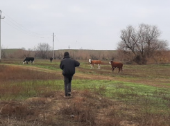 На астраханца составили протокол за выгул коров в лесу
