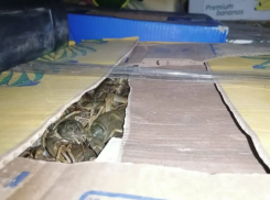 Астраханец согласился перевезти 214 килограммов раков за 10 тысяч рублей