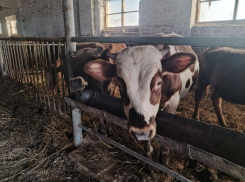 Под Астраханью массово забивают скот из-за опасного заболевания