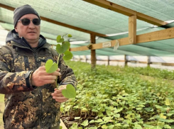 Под Астраханью начали эксперименты по выращиванию сладкого корнеплода