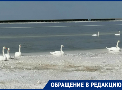 На озере Баскунчак лебеди попали в беду 