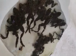 В Астраханской области проснулись самцы лягушек, они помогут в разведении осетров