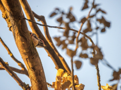 В Астраханской области встретили новую и редкую для нас птицу
