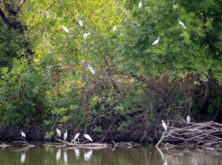 Бердвотчинг, сап-серфинг, арт-тур: Астраханская область активно развивает туризм