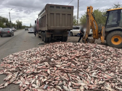 В Астрахани рыбная гора перегородила дорогу