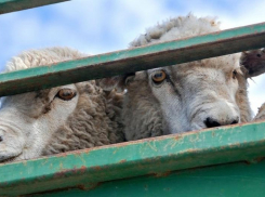 Астраханцы сядут в тюрьму за кражу овец 