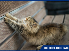 Осенние котики помогают астраханцам бороться с хандрой