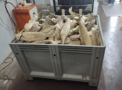 Директор астраханской компании пытался незаконно сбыть рыбу странам Евросоюза