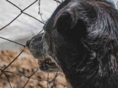 Служебным собакам в астраханских колониях нечем дышать