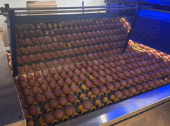 Игорь Бабушкин поручил помочь птицефабрике «Владимировская» восстановиться