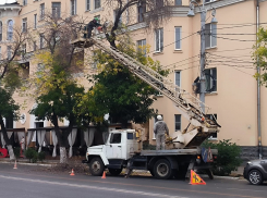 В Астрахани продолжаются работы по опиловке деревьев