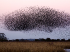 В Астраханской области замечена мошкара