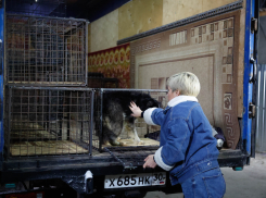 39 собак из астраханского «Экоприюта» отправились к новым хозяевам