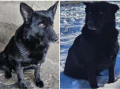 Верные и добрые Байра и Бирма ищут хозяев в Астраханской области