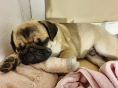 Ветсовет: что означает поза, в которой спит собака 