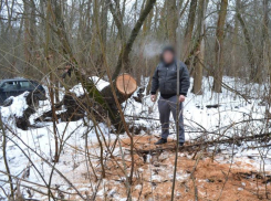 Астраханец срубил дорогие деревья государственного природного заказника