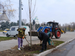 Глава Астрахани поручил высаживать в городе антивандальные деревья