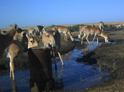 В астраханском заказнике «Степной» прочистили артезианские скважины