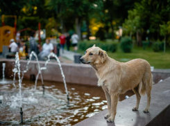 В Астраханской области все больше собак и кошек заболевают бешенством