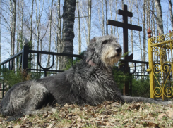 В Астраханской области бродячие собаки разрывают могилы на кладбище