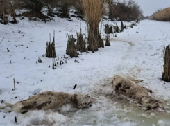 Астраханская полиция напомнила об ответственности за убийство сайгаков