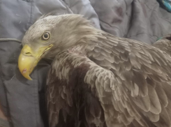 В Волгограде борются за жизнь редкой птицы из Астраханской области