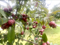 Прогноз погоды, именины, праздники в Астрахани в четверг 13 июля
