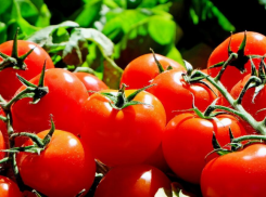 Красные, розовые, желтые и даже черные – в Астраханской области выращивают самые вкусные томаты