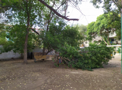 Дерево рухнуло на детскую площадку в Астрахани