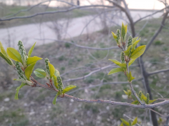 В Астраханской области ожидают заморозки