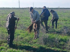 В Астраханской области высадили лес