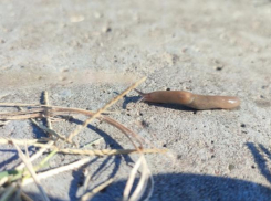 В Астраханской области стали замечать необычных живых существ: кто они