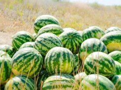 Ранние астраханские арбузы оценили жители Московской и Воронежской областей