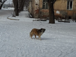 Глава СКР поручил возбудить дело о нападении собаки на ребенка в Астрахани