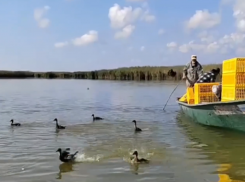 Фауну Астраханской области обогатили выпуском на волю уток-крякв